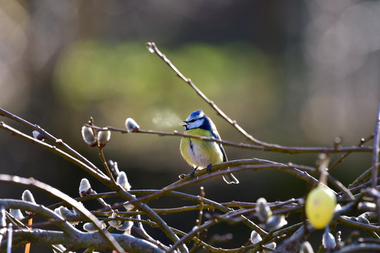 Easter greetings -Blue bird on palm kitten twigs with easter eggs