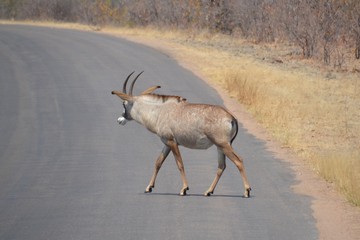 Male roan antelope crossing the road in Kruger National Park