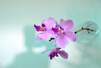 Pink phalaenopsis orchid in a vase