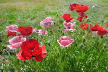 Beautiful poppies in nature