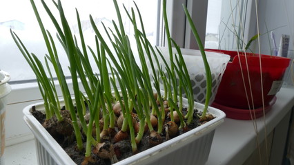 plants in pots