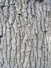 Naklejka premium Brown oak bark in the spring forest. Macro photo