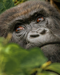 Portrait of a mountain gorilla silverback, found wjile tracking. Africa © rmferreira