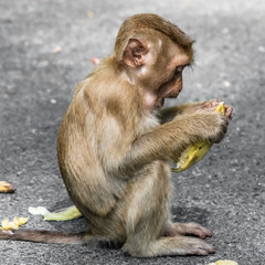 Little monkey having Breakfast with a banana