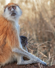 Portrait of  mother and baby patas monkey. Mother protecting the baby while we pass. Uganda, Africa