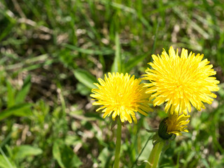 Yellow dandelion flowers in forest