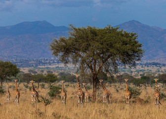 Big tower of giraffes standing curious in the vast landscape of the African savanna