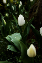 Obraz premium white tulips and wet leaves