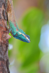 Lizard on the tree in tropical rain forest.