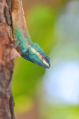 Lizard on the tree in tropical rain forest.