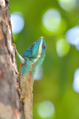 Lizard on the tree in tropical rain forest.