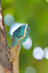 Lizard on the tree in tropical rain forest.