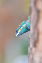 Lizard on the tree in tropical rain forest.