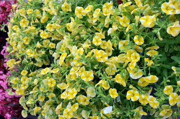 Many small white and yellow Petunia axillaris flowers in a garden pot in a sunny spring day, beautiful monochrome outdoor floral background photographed with soft focus