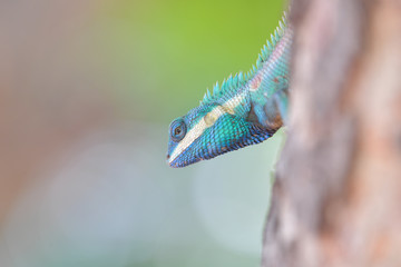 Lizard on the tree in tropical rain forest.