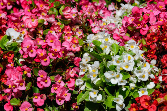 Close up of delicate small pink and white begonia flowers with fresh green leaves in a garden pot in a sunny summer day, perennial flowering plants in the family Begoniaceae, vivid floral background