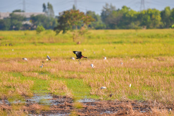 Obraz na płótnie Canvas Glossy Ibis bird flying in rural.
