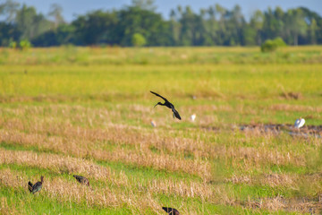 Glossy Ibis bird flying in rural.