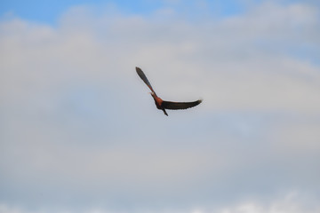 Glossy Ibis bird flying on blue sky.