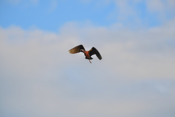 Fototapeta na wymiar Glossy Ibis bird flying on blue sky.