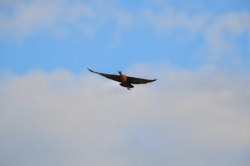 Glossy Ibis bird flying on blue sky.