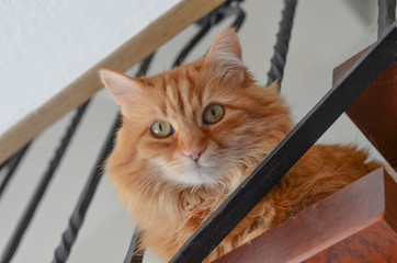 *beige maine coon Katze*
