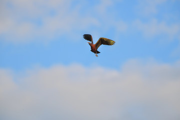 Glossy Ibis bird flying on blue sky.