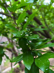 pomegranate branch with small leaves in spring in the garden. pomegranate tree with young leaves