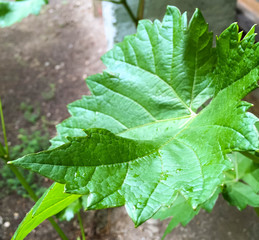 young vine branch in the garden. beautiful green vine leaves