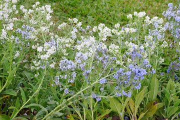 The white and blue flowers is called Cynoglossum amabile, Chinese hound's tongue, Chinese...