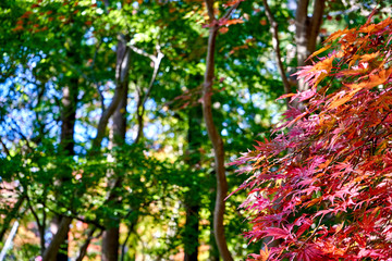 Maple tree with red leaves in the forest