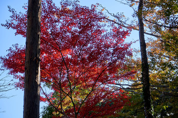 Tree is starting to change color in autumn