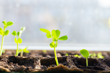 Young seedlings in tray on window sill pea seedling in greenhouse. Agriculture concept Selective focus Copy space Spring
