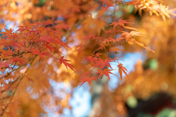 beautiful autumn leaves in the garden.