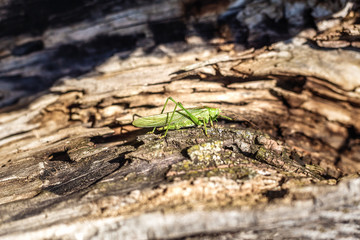A grasshopper is sitting on a tree. Green grasshopper.
