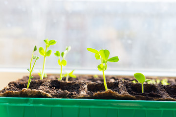 Young seedlings in tray on window sill pea seedling in greenhouse. Agriculture concept Selective focus Copy space Spring