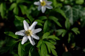 plante