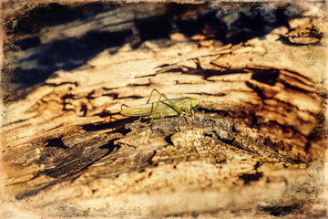 A grasshopper is sitting on a tree. Green grasshopper, old photo effect.