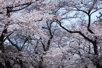 満開の桜