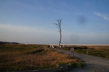 This is the situation along the coast, especially in Hamadori, Fukushima Prefecture in 2017. A pine tree that survived the tsunami in Kashima Ward, Minamisoma City, Fukushima Prefecture.  