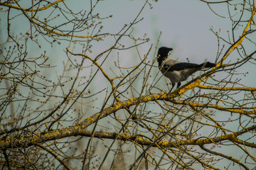 Single gray and black crow sitting on a tree branch in early spring on a naked tree without leaves and yellow moss. Scary view of a crow on an overcast day.