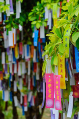 Lucky wish on cards hanging to tree branches