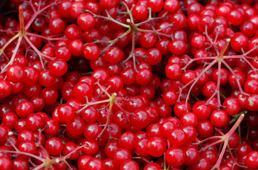 Ripe red viburnum berries close-up. Natural background of berries. Lots of viburnum berries. Harvesting viburnum berries.