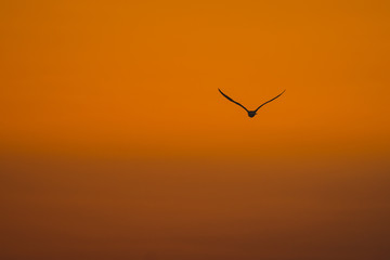 Beautiful seagull bird flying into sunset or into red clouds in the evening. Silhouette of a seagull flying on an evening sky.