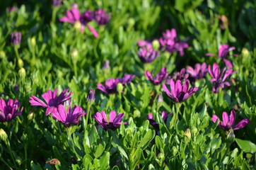 Obraz premium Dark purple flowers of Dimorphotheca ecklonis or Osteospermum, commonly known as Cape marguerite, Sundays river daisy, blue and white daisy bush or star of the veldt, in a garden in a sunny summer day
