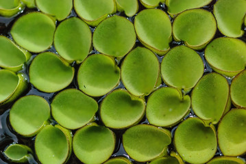 Duckweed on water