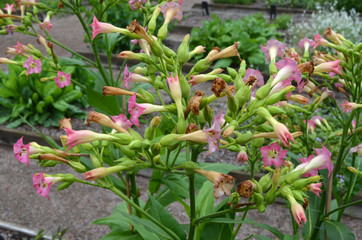 Many delicate light pink flowers of Nicotiana alata plant, commonly known as jasmine tobacco, sweet tobacco, winged tobacco, tanbaku or Persian tobacco, in a garden in a sunny summer day