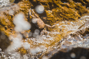 Brown crab resting on a slippery wet rock surface at a beach or seafront. Crab in camouflage colors resting on the sun. Water splashing over the animal with visible drops