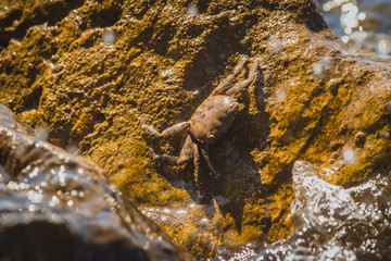 Brown crab resting on a slippery wet rock surface at a beach or seafront. Crab in camouflage colors resting on the sun.