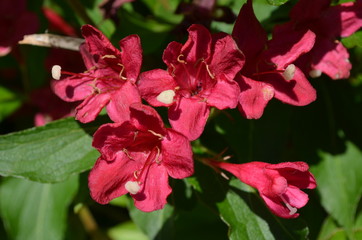 Obraz premium Close up of vivid pink Weigela florida plant with flowers in full bloom in a garden in a sunny spring day, beautiful outdoor floral background photographed with soft focus